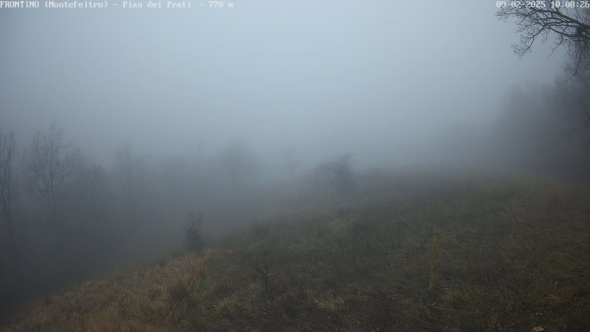 A foggy field with bare trees and low-lying vegetation is visible in the distance.