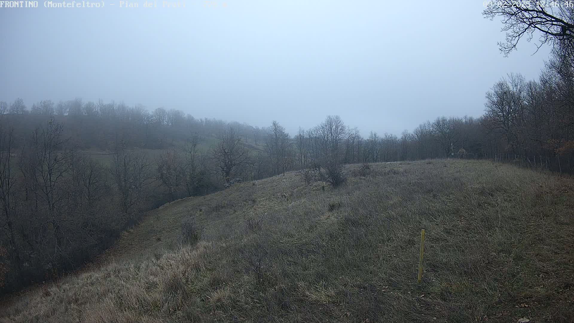 A foggy landscape shows a gently sloping, grassy hill dotted with leafless trees and shrubs.