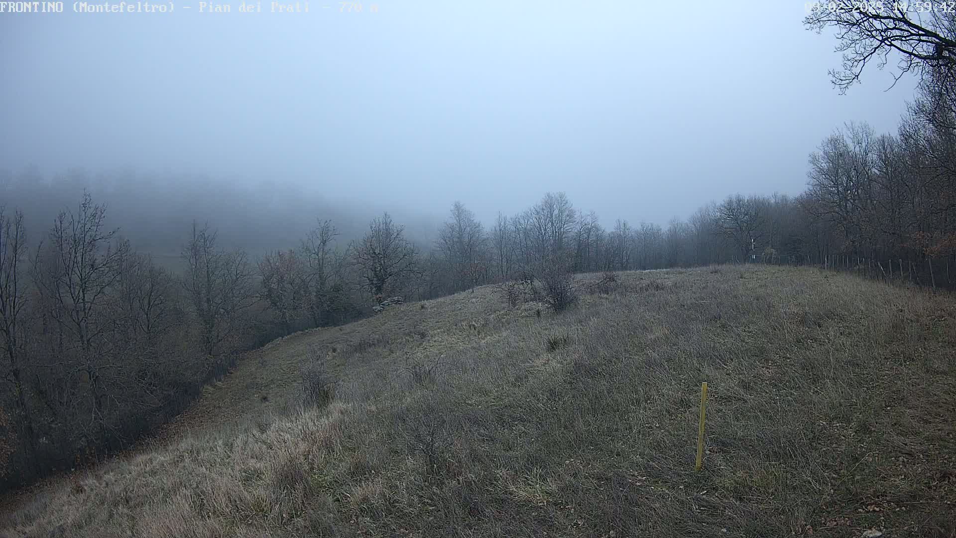 A foggy, wintery landscape shows a gently sloping field of dry grass bordered by leafless trees and a distant wood.