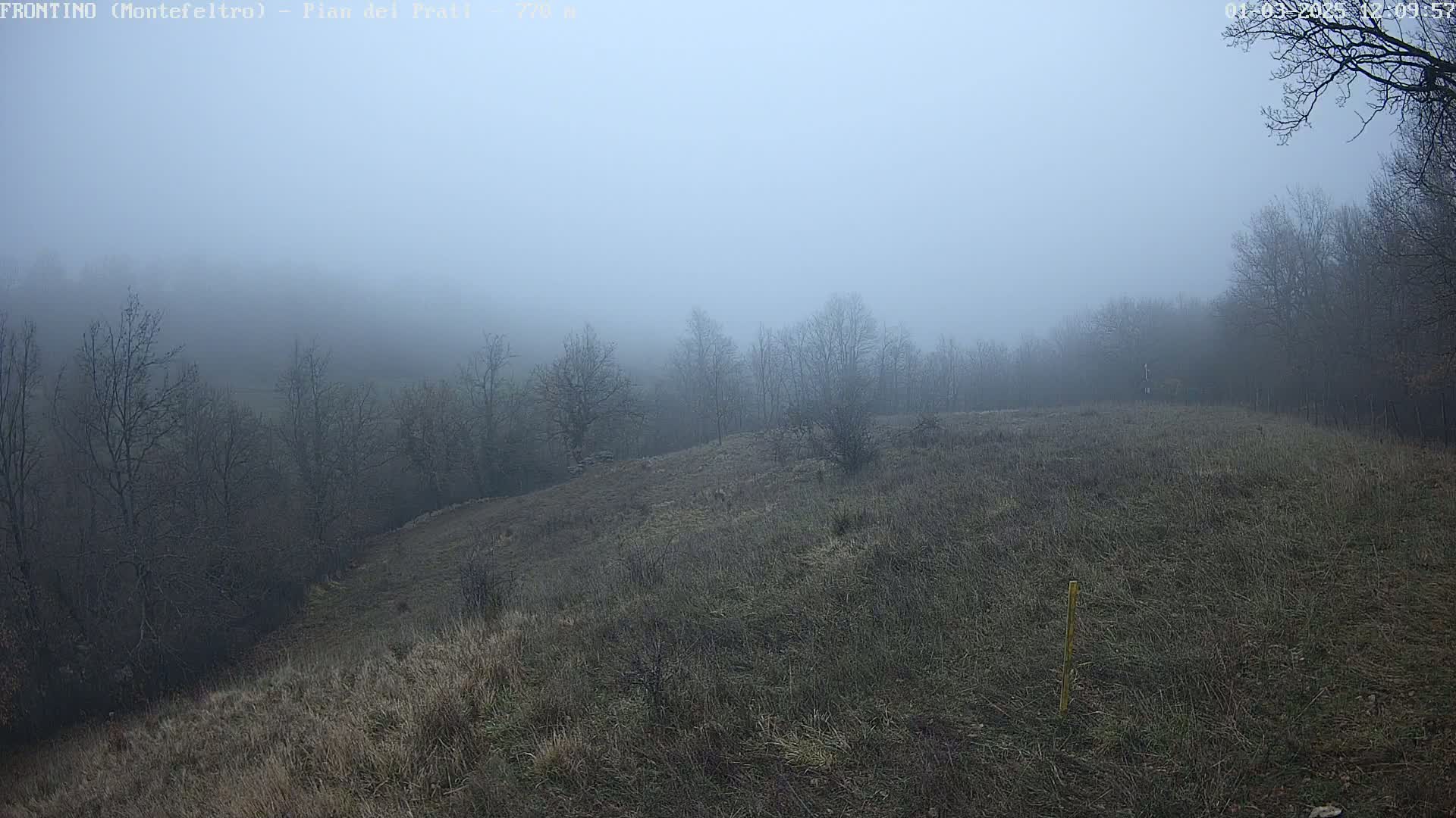 A foggy, hilly field is sparsely dotted with leafless trees.