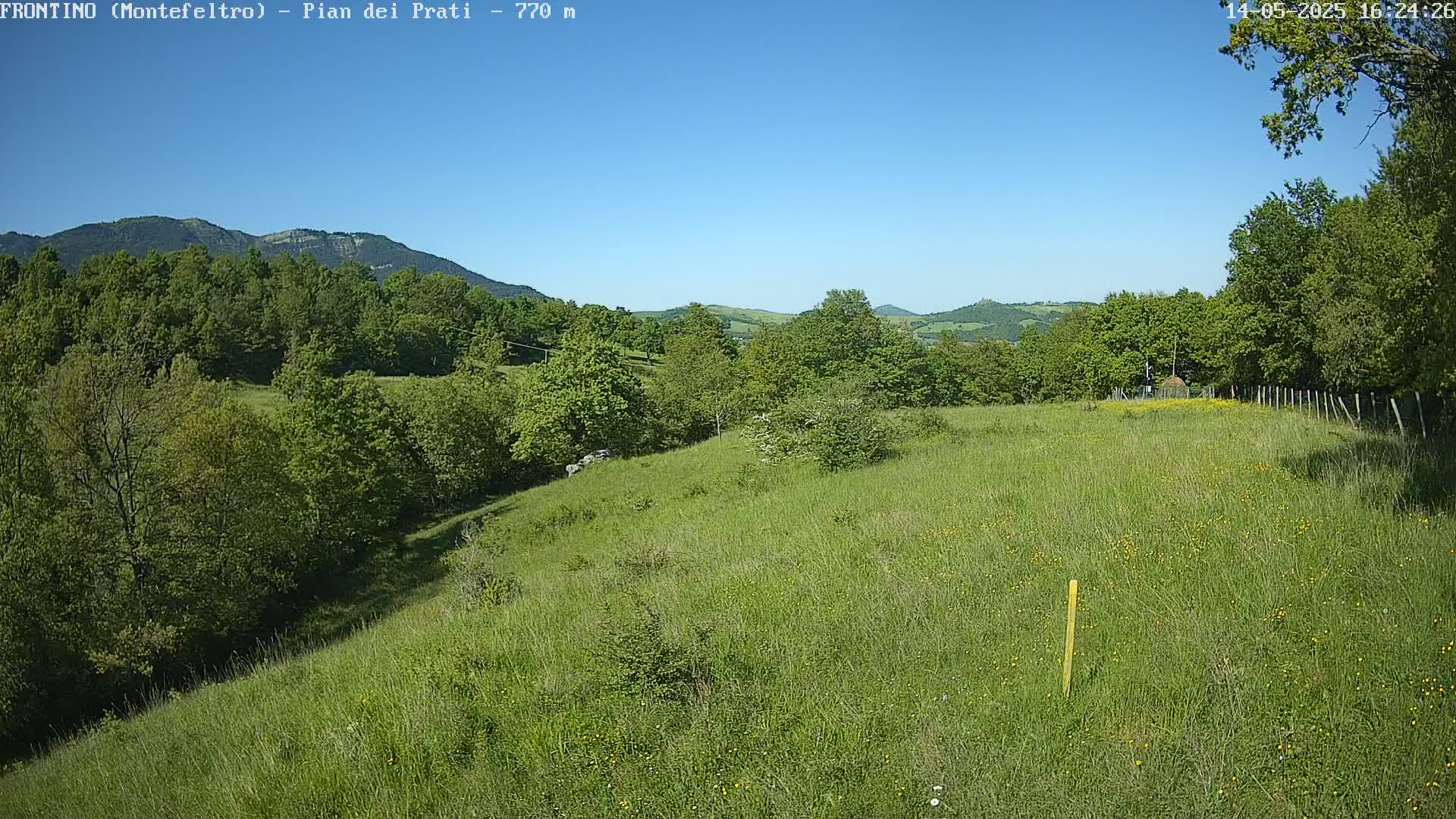 A grassy hillside dotted with wildflowers slopes down towards a line of green trees under a clear blue sky.
