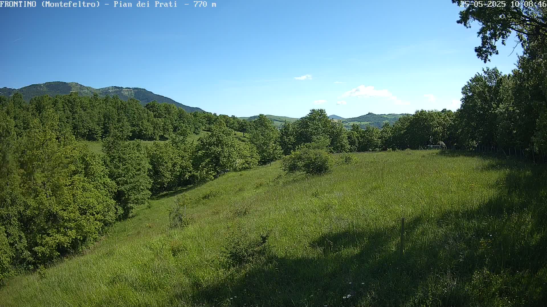 A grassy hillside dotted with trees slopes gently downward toward a forest under a mostly clear, sunny sky.