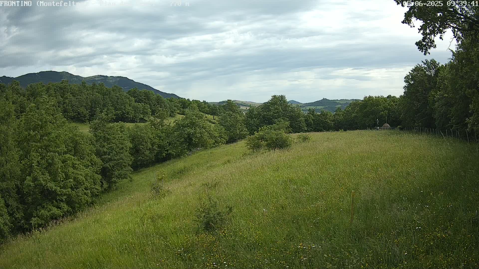 A rolling green meadow dotted with wildflowers slopes down toward a line of lush green trees, all under a partly cloudy sky.