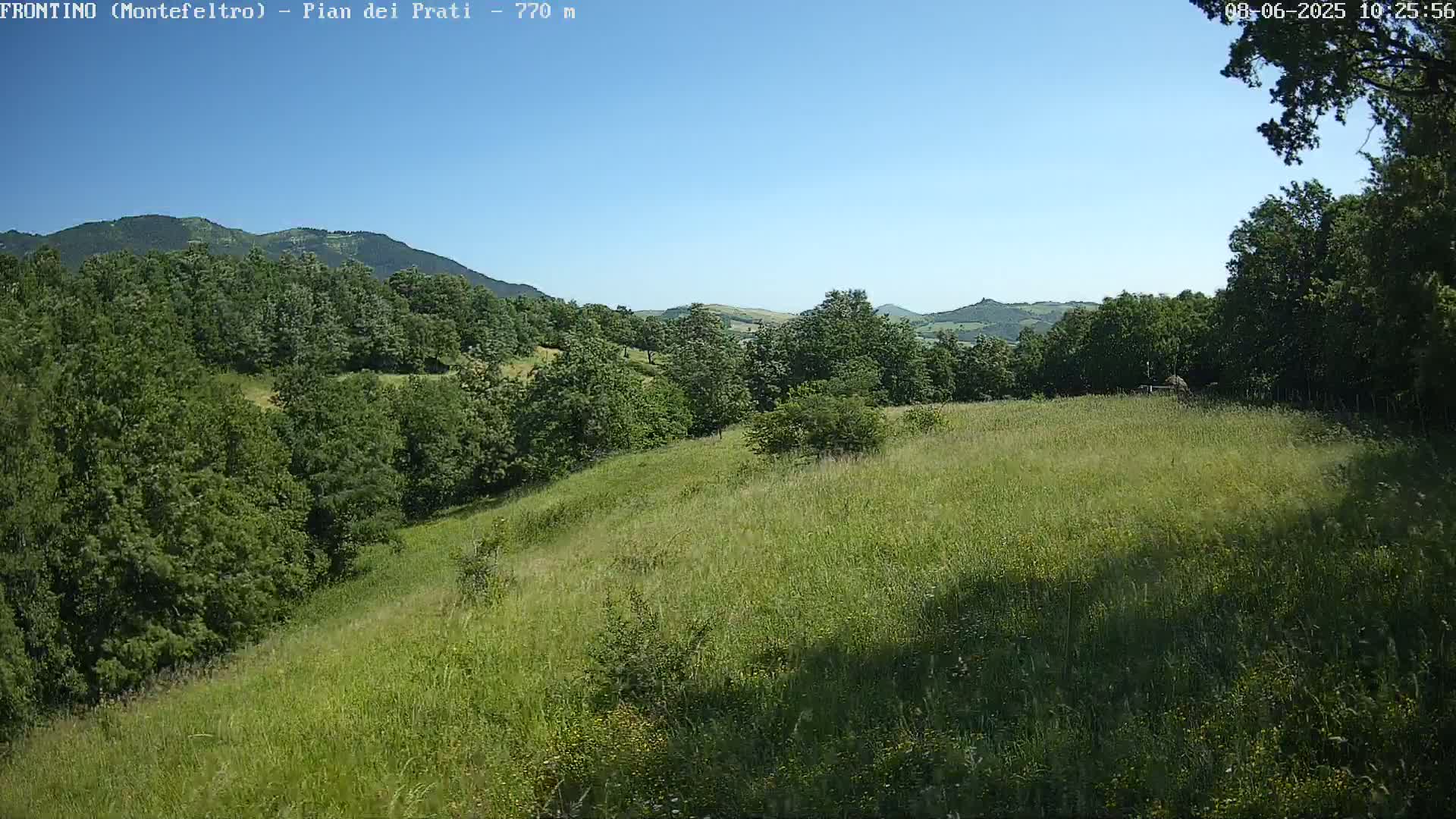 A grassy hillside slopes down to a forest under a clear blue sky.