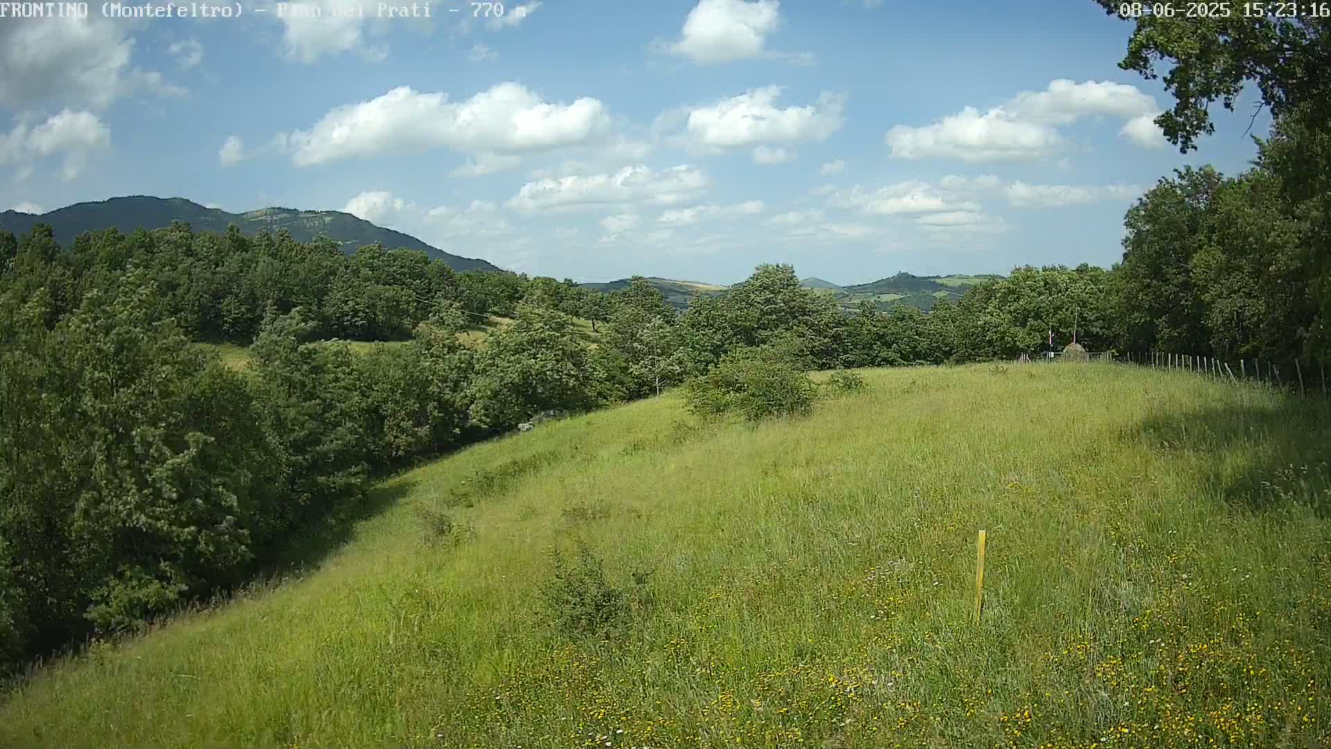 A grassy hillside dotted with wildflowers slopes down toward a line of trees under a partly cloudy blue sky.