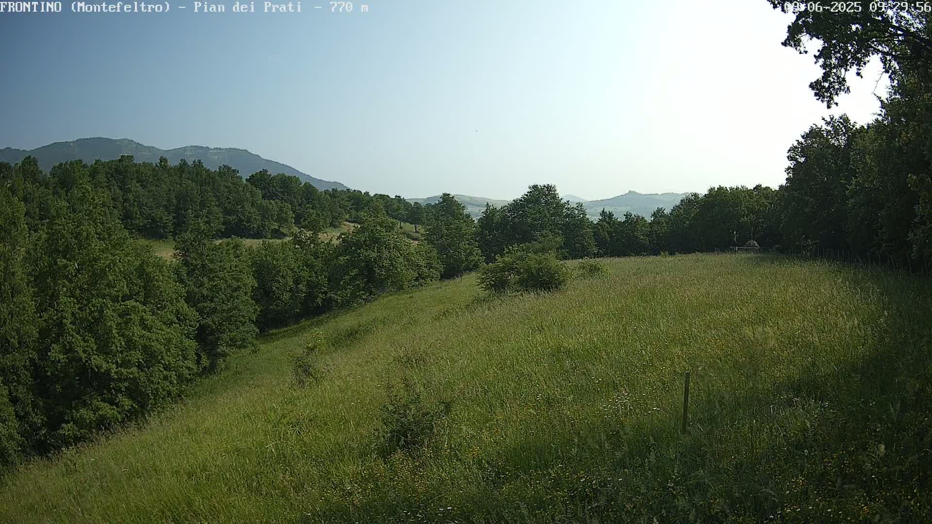 A sprawling field of tall grass and wildflowers gently slopes downward toward a line of lush green trees and distant mountains under a clear, bright sky.