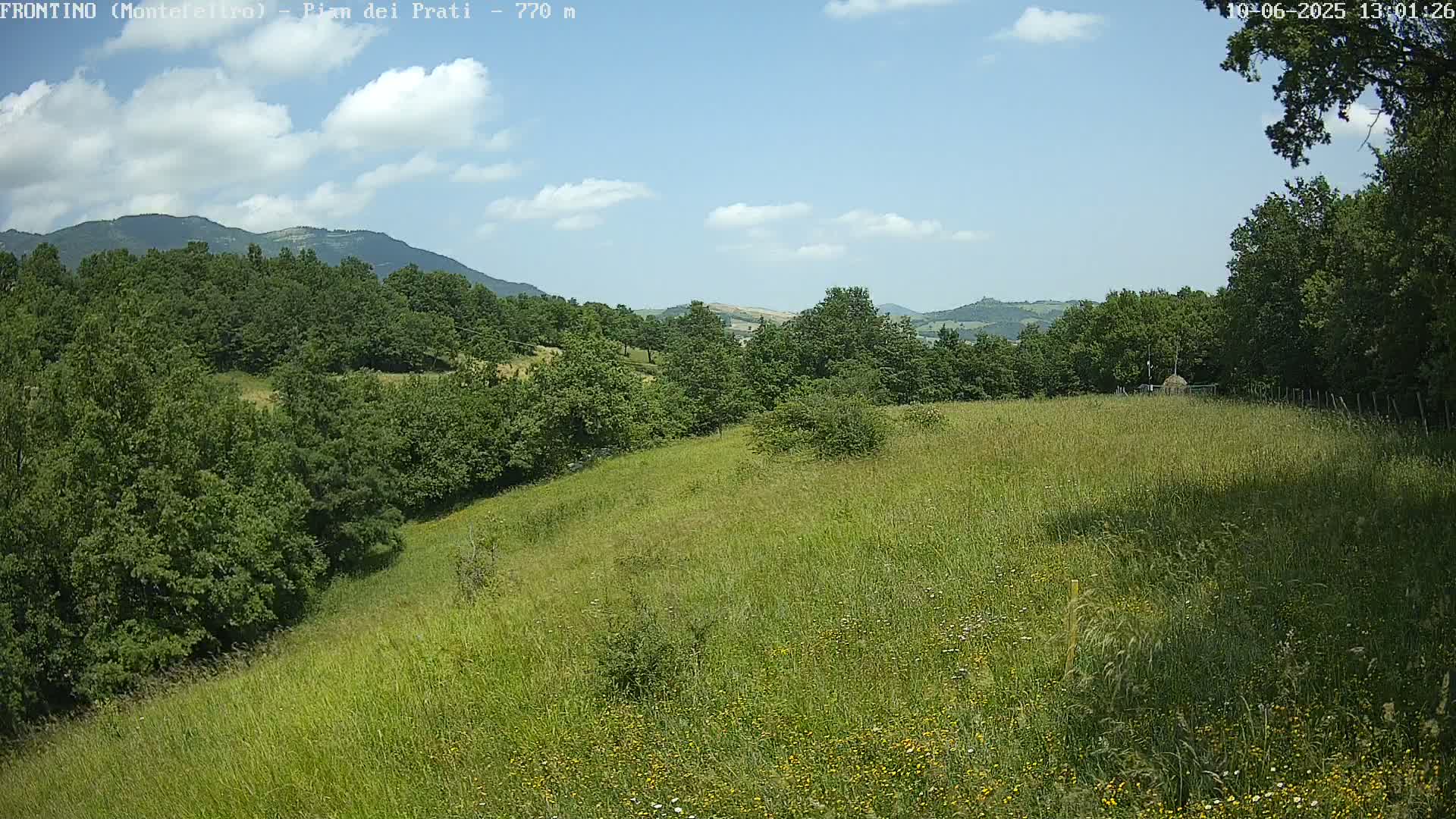 A grassy hillside dotted with wildflowers slopes down to a line of green trees under a partly cloudy blue sky.