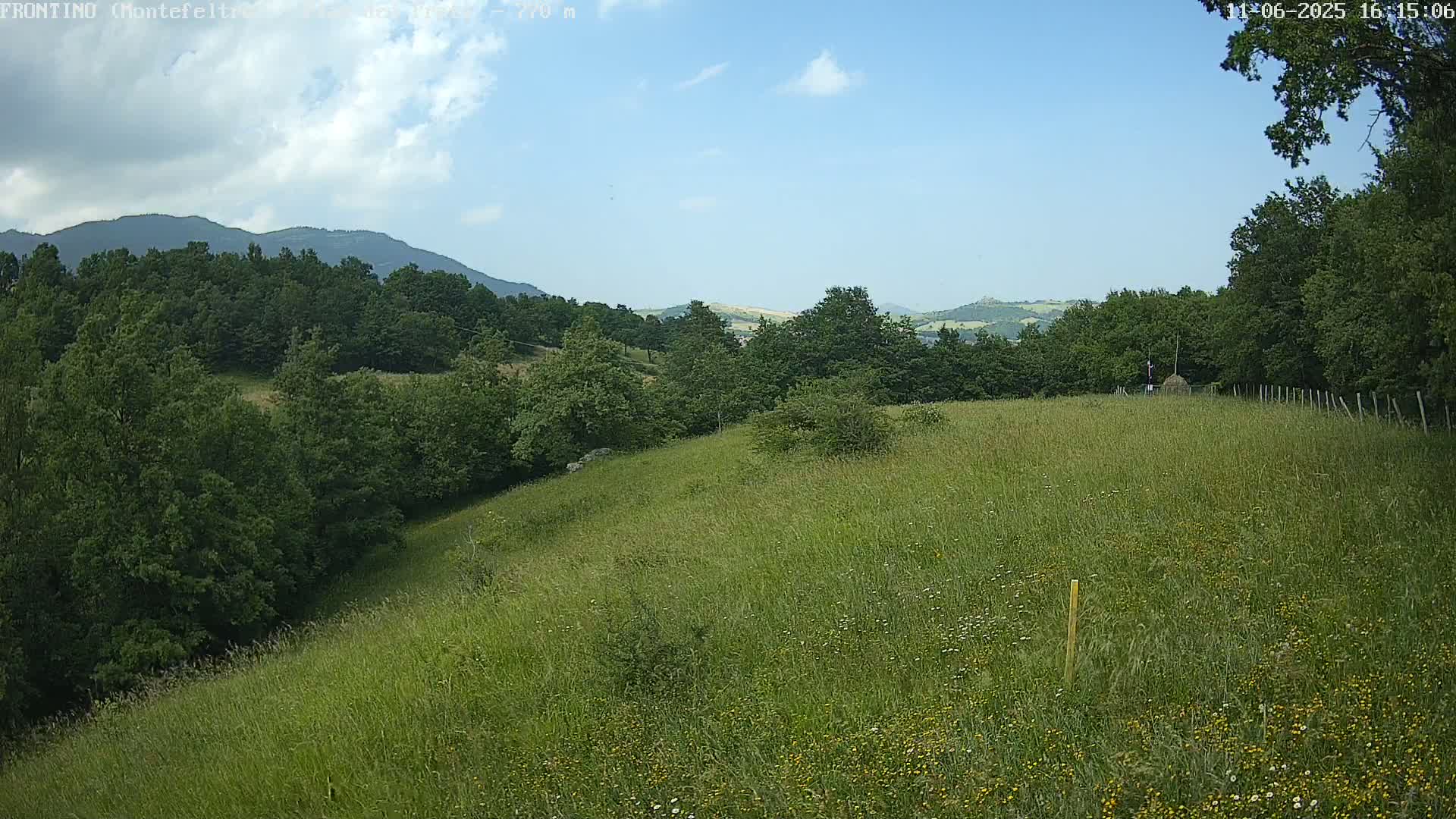 A grassy hillside dotted with wildflowers overlooks a forest and distant mountains under a mostly clear sky.