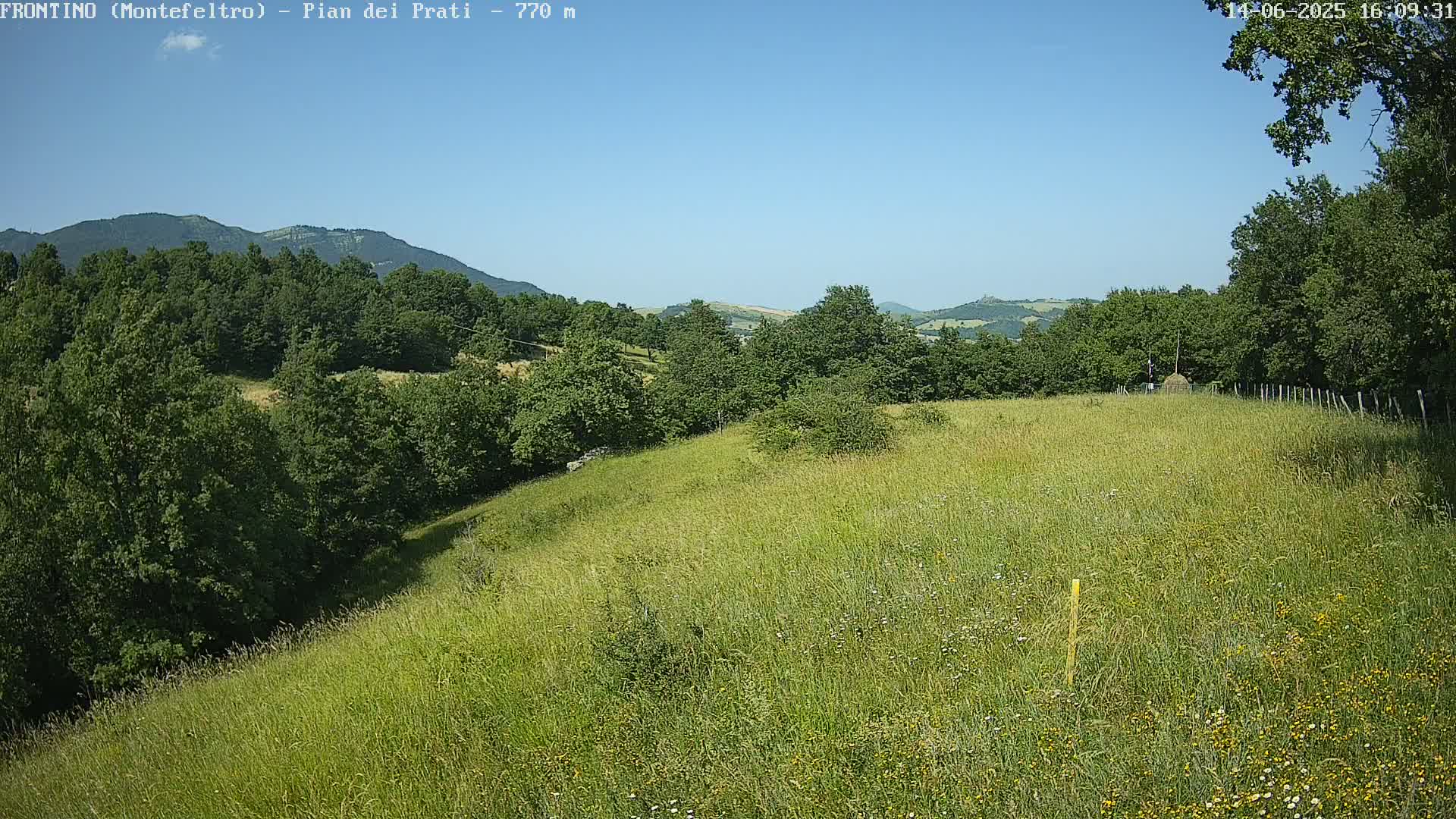 A sprawling grassy field dotted with wildflowers gently slopes downward toward a line of trees and distant mountains under a clear blue sky.