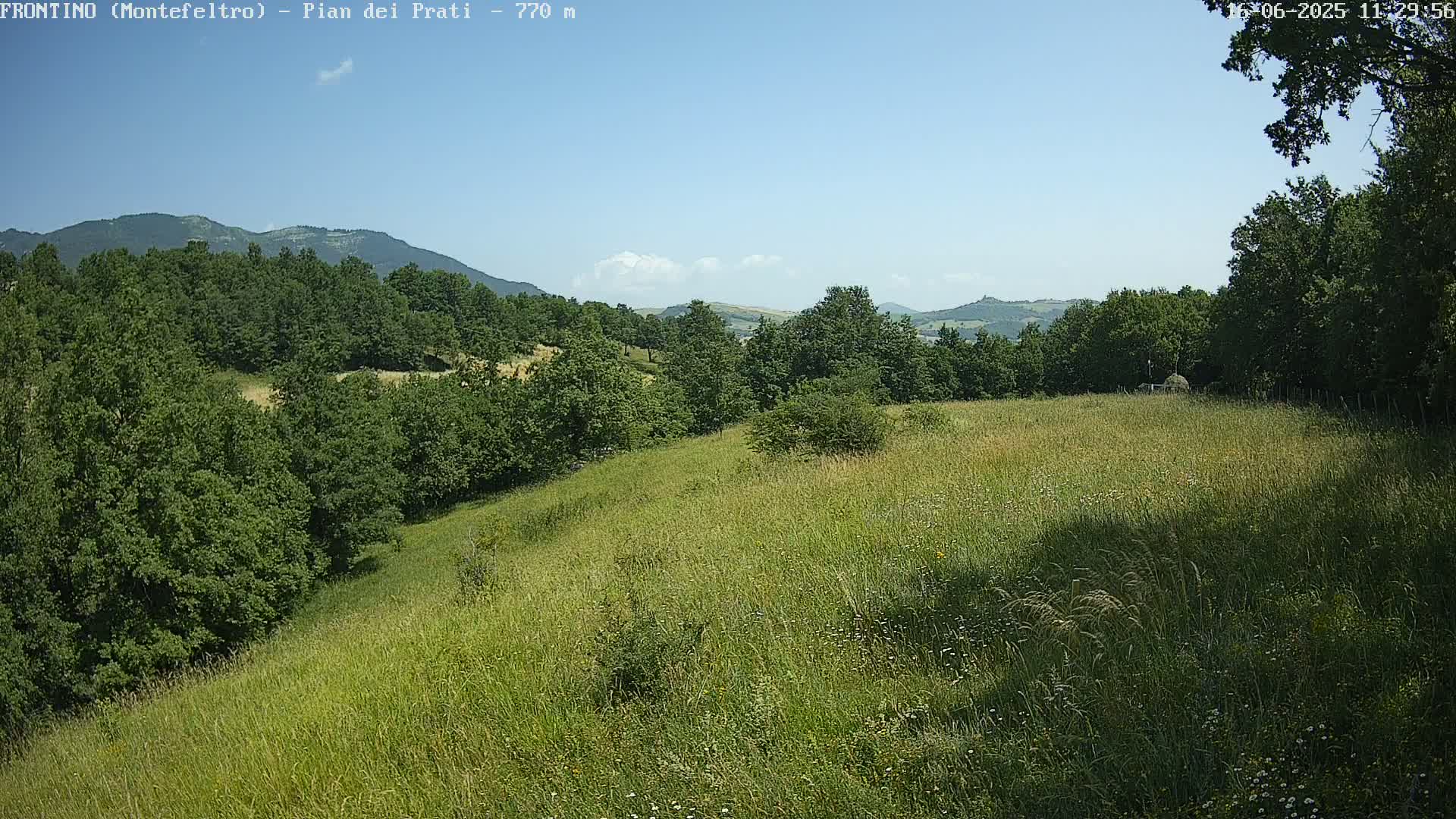 A grassy hillside descends into a forest, with distant mountains under a clear blue sky.