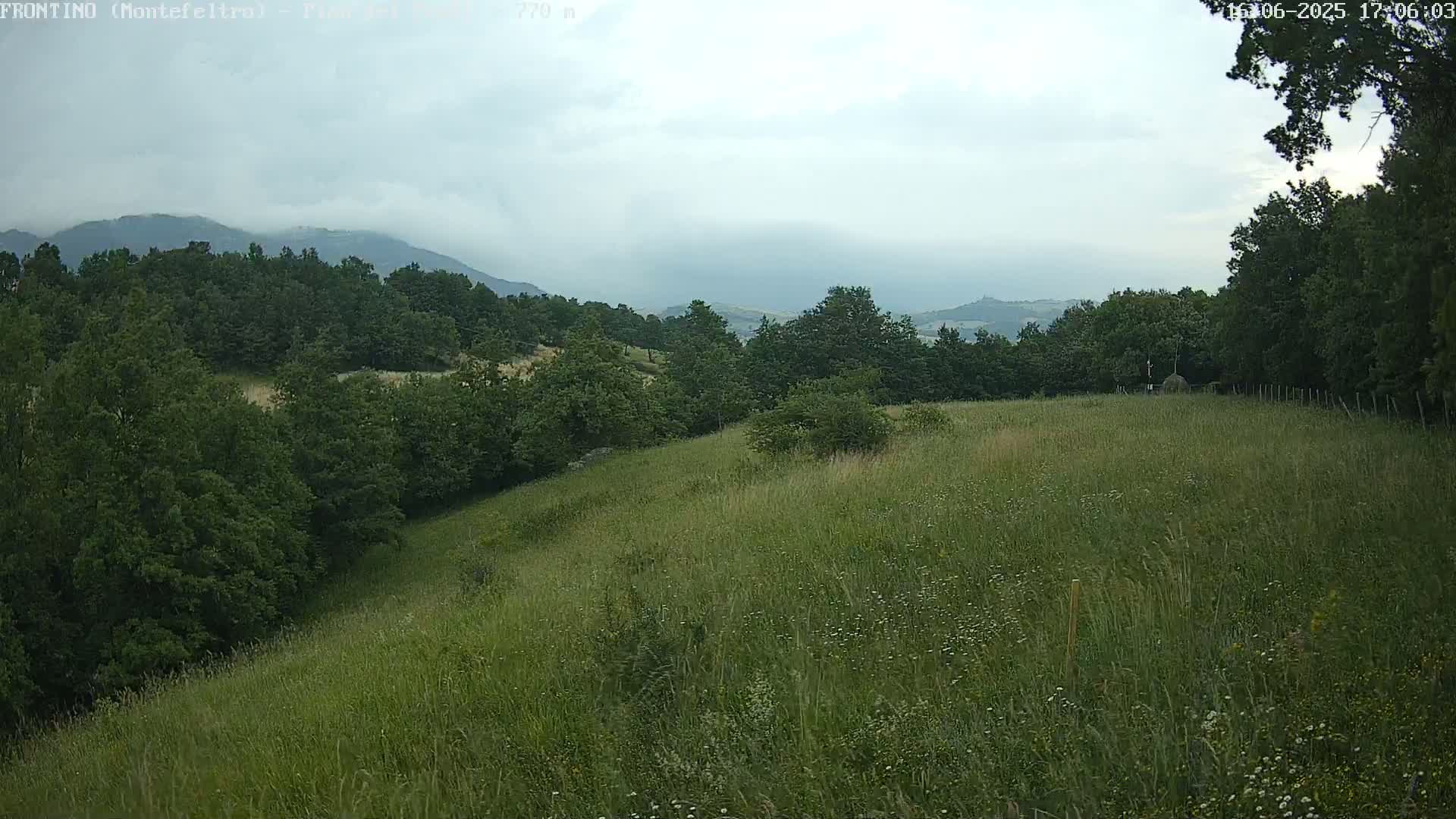 A grassy hillside dotted with wildflowers slopes down toward a line of trees under a cloudy sky, with mountains visible in the distance.