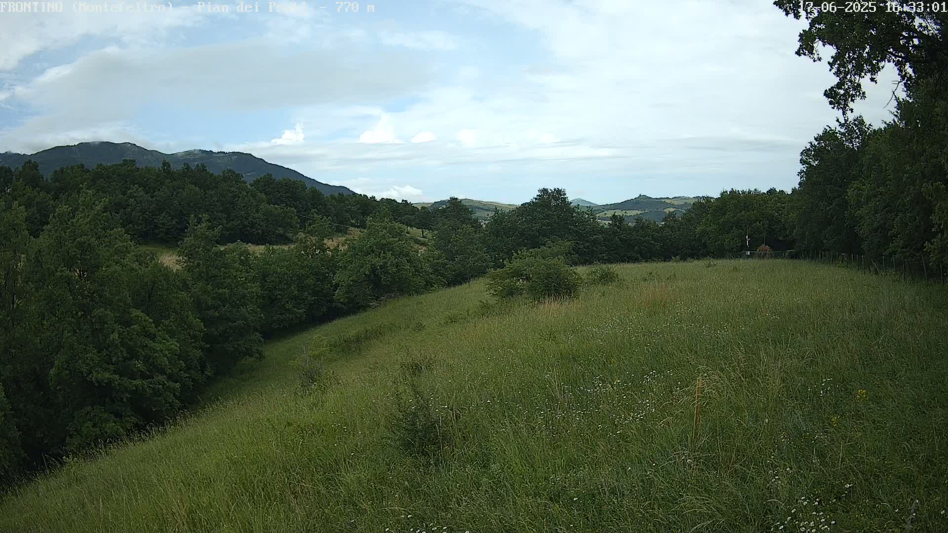 A grassy hillside dotted with wildflowers slopes down toward a lush green forest, under a partly cloudy sky.