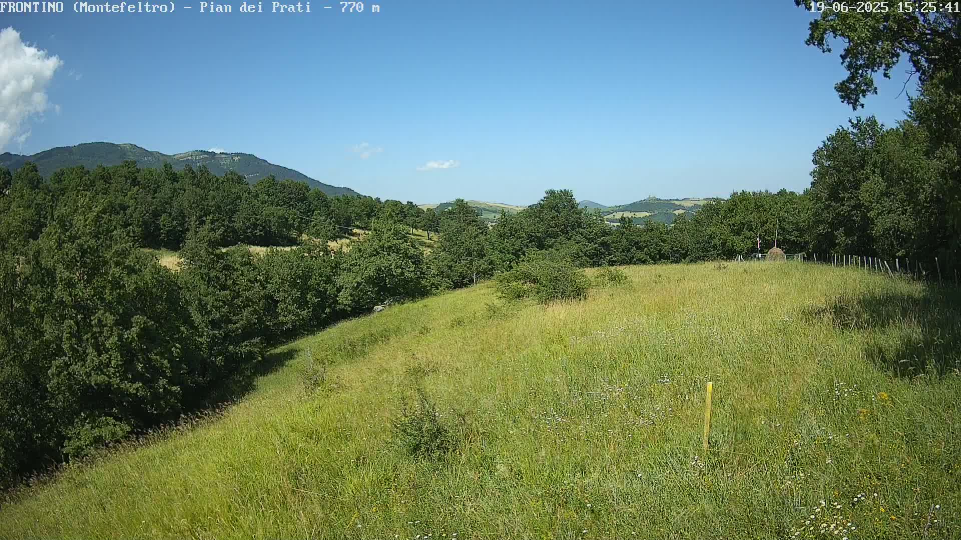 A grassy hillside dotted with wildflowers slopes down towards a line of trees under a mostly clear, sunny sky, with distant mountains visible in the background.