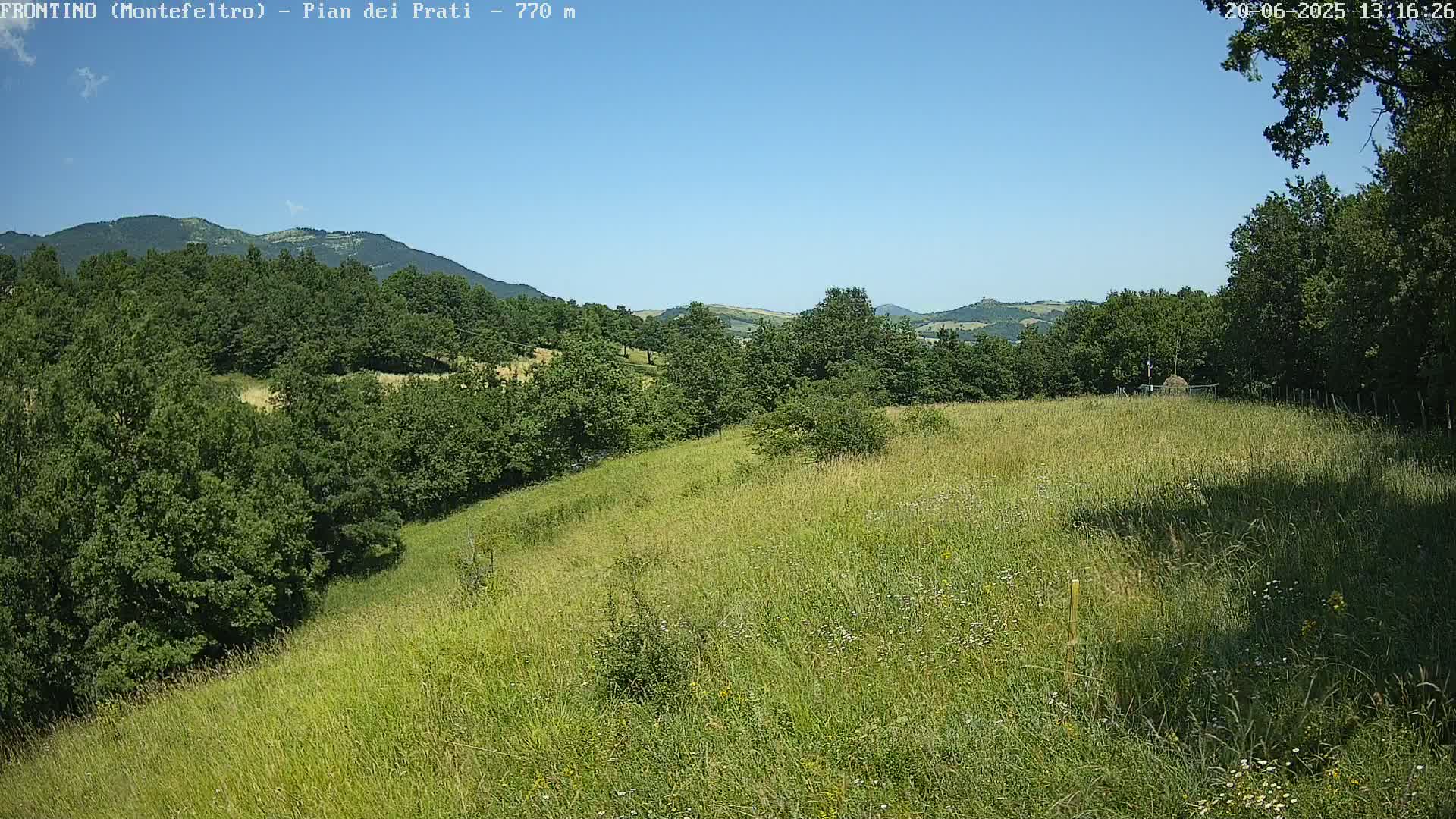 A grassy hillside dotted with wildflowers slopes down to a line of green trees under a clear blue sky.