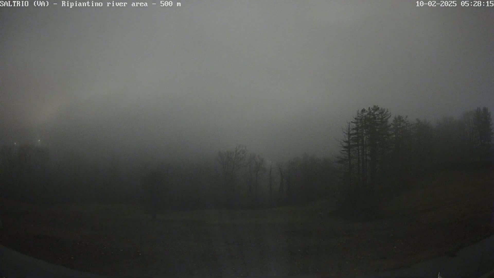 A foggy, dark landscape with trees in the background and a road or path in the foreground.