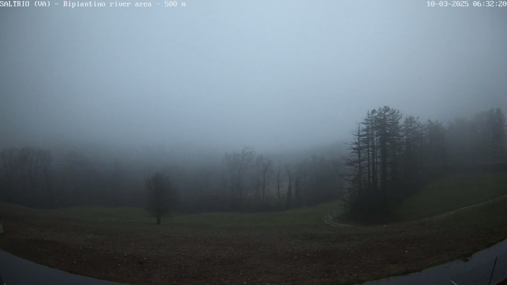 A foggy landscape shows a group of dark trees on a hillside overlooking a field under a gray sky.