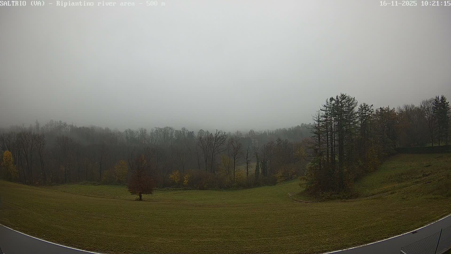 An expansive green field dotted with bare and fall-colored trees leads to a dense forest partially obscured by a thick, overarching fog under an overcast sky.