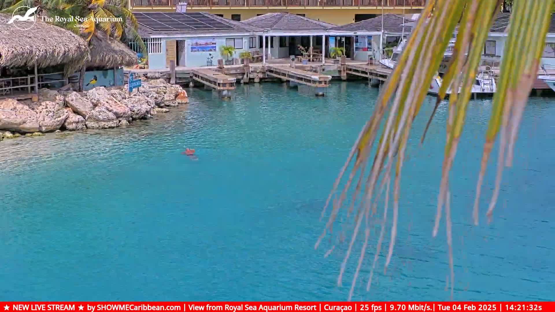 Calm, turquoise water surrounds a dock with several buildings and boats, partially obscured by palm fronds.