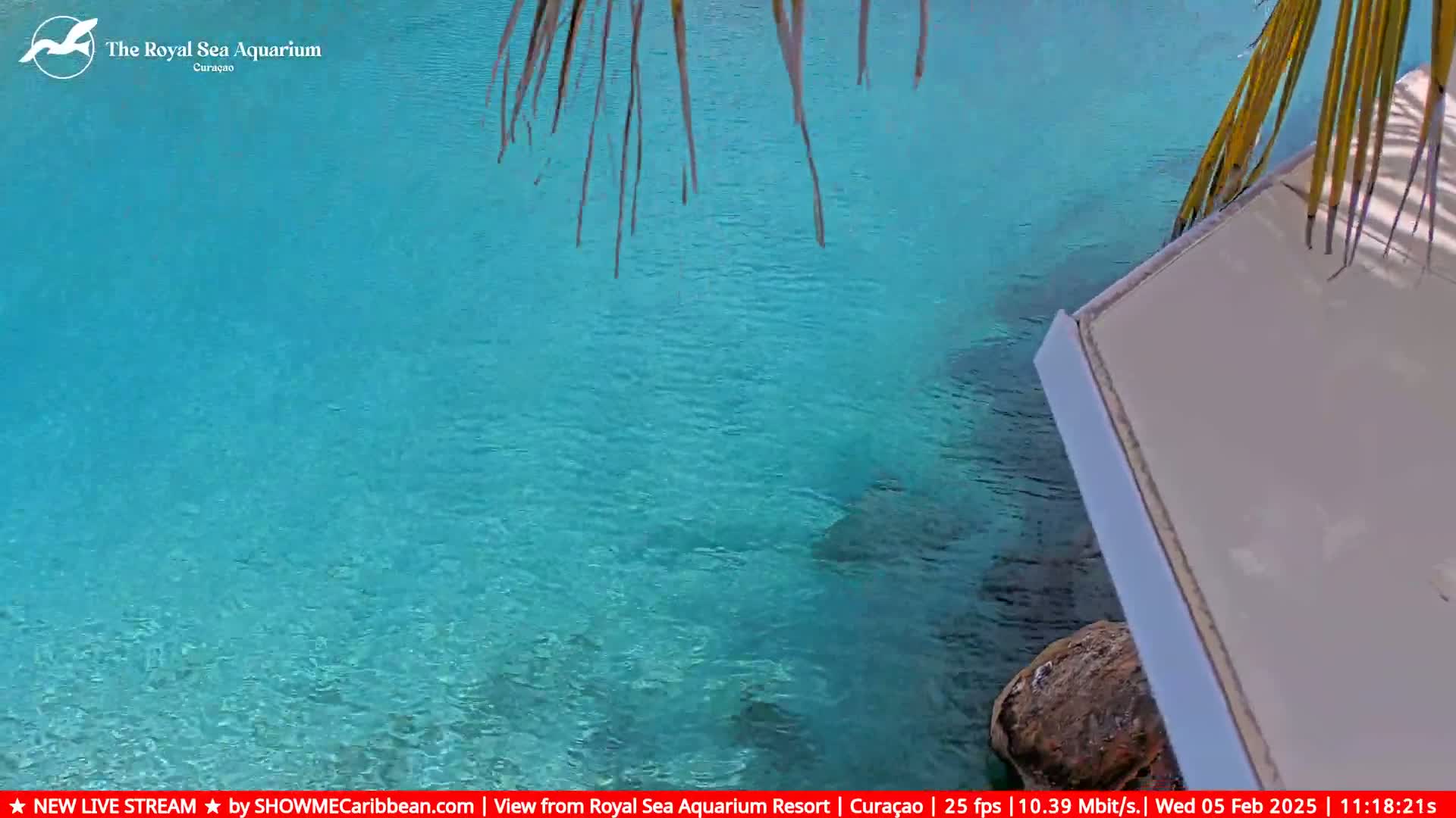A portion of a bright turquoise body of water is visible, partially obscured by palm fronds and a light-colored platform, under a sunny sky.