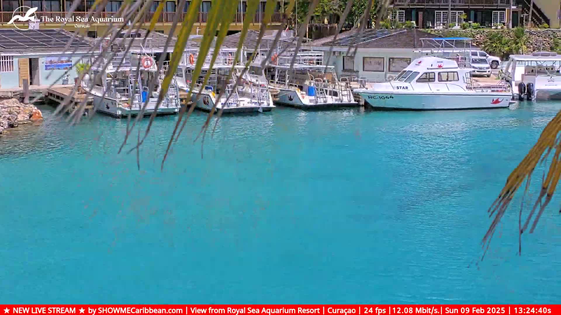 Several boats are moored at a dock in calm, turquoise water, partially obscured by palm fronds.