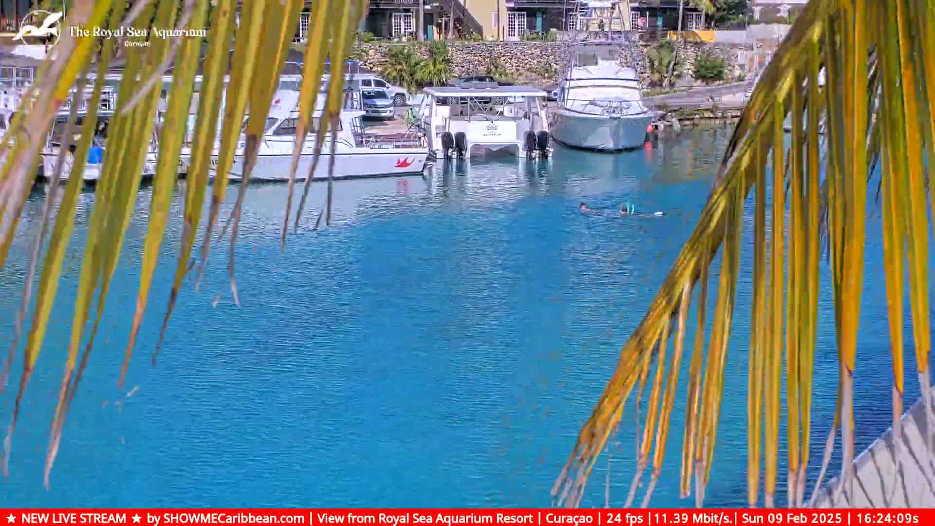Several boats are docked in a calm, bright blue body of water, partially obscured by palm fronds, with a person snorkeling in the water.
