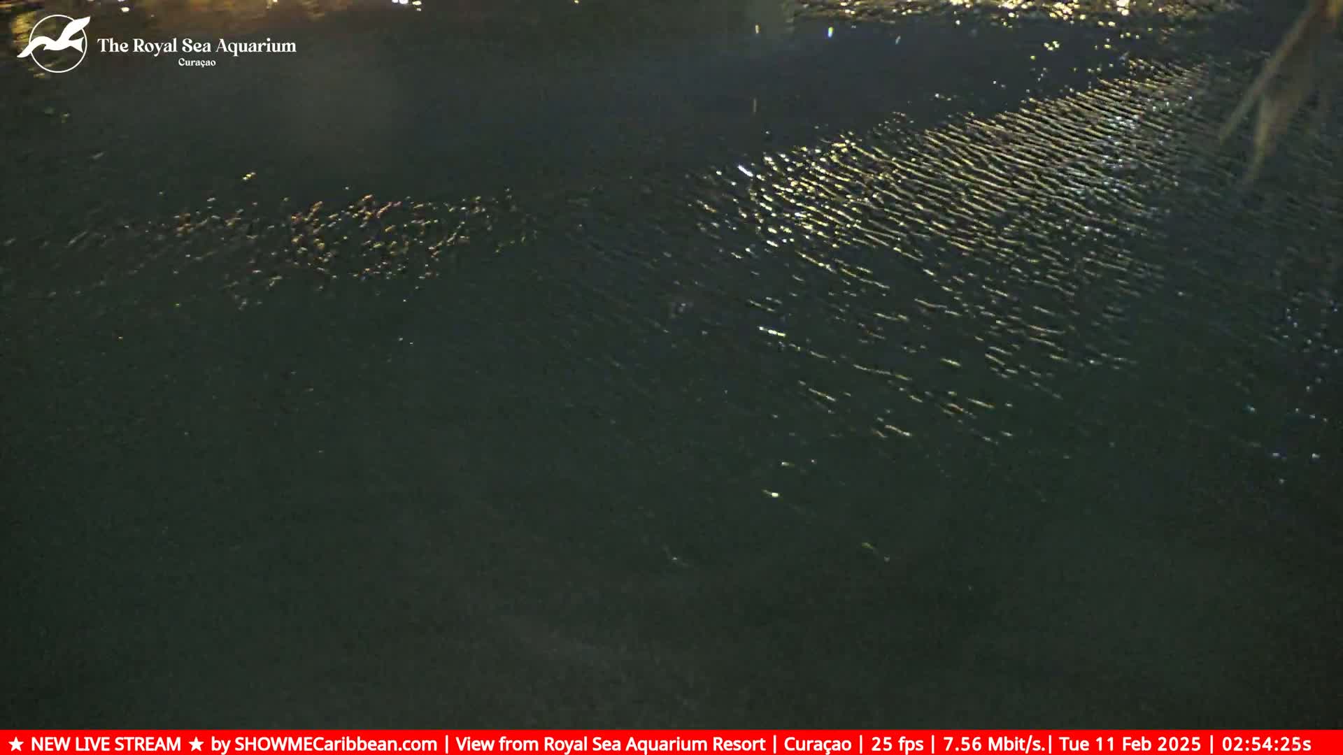 A dark body of water at night shows subtle ripples reflecting small points of light.
