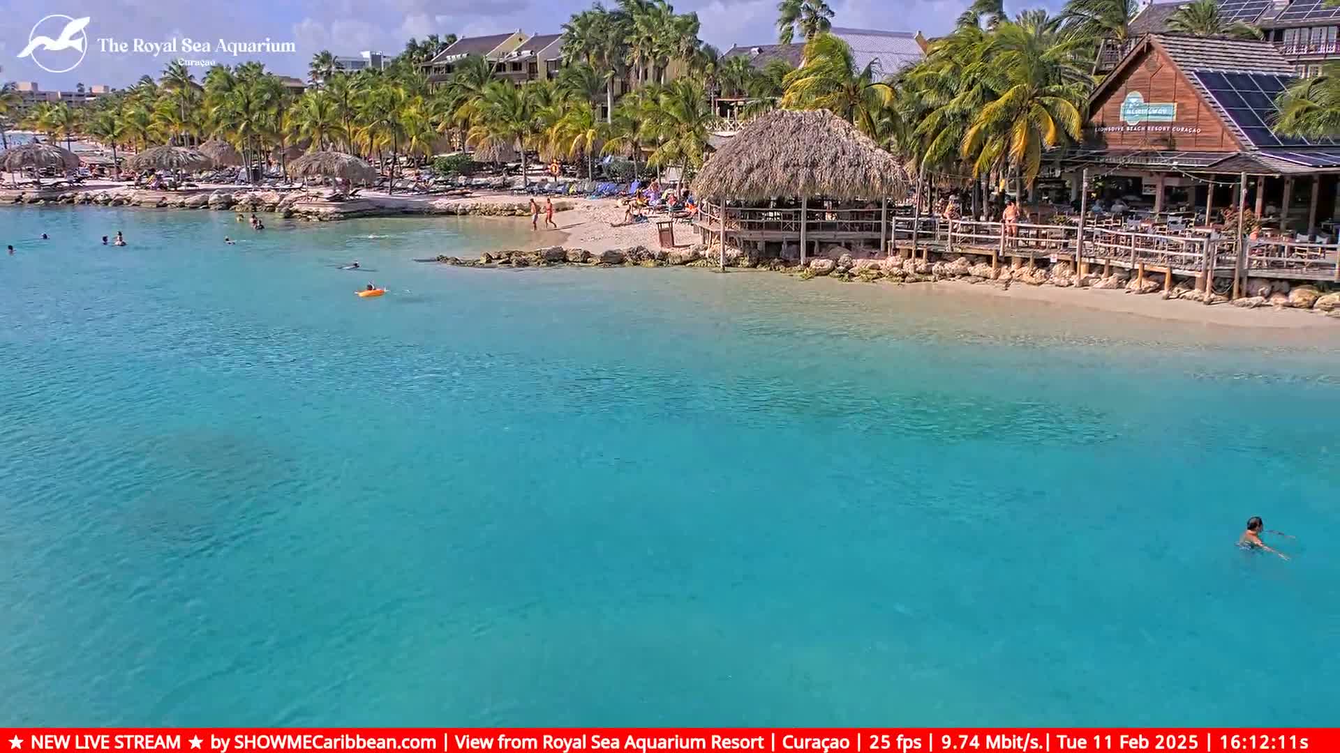 A person swims in clear, turquoise water near a sandy beach with palm trees, buildings, and a beachfront restaurant under a sunny sky.