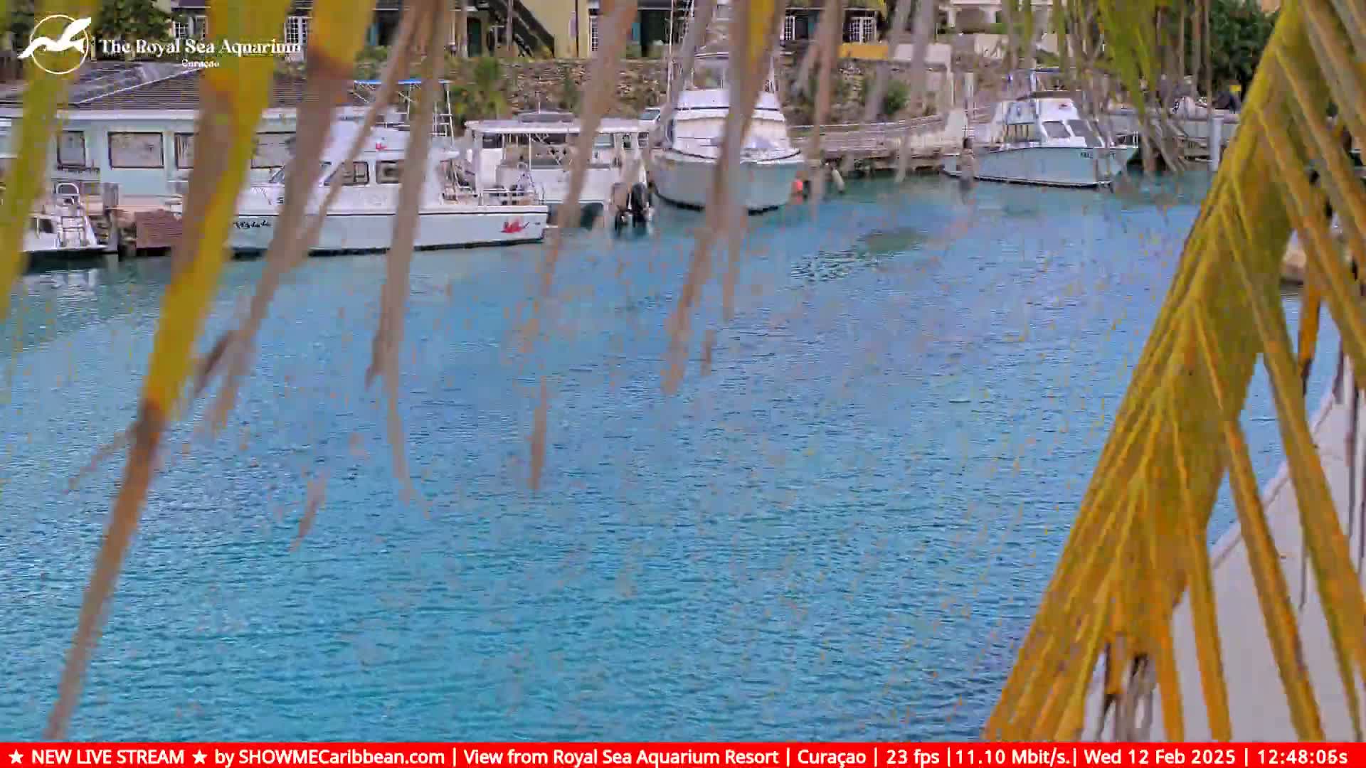 Several boats are moored at a dock in calm, clear blue water, partially obscured by palm fronds.