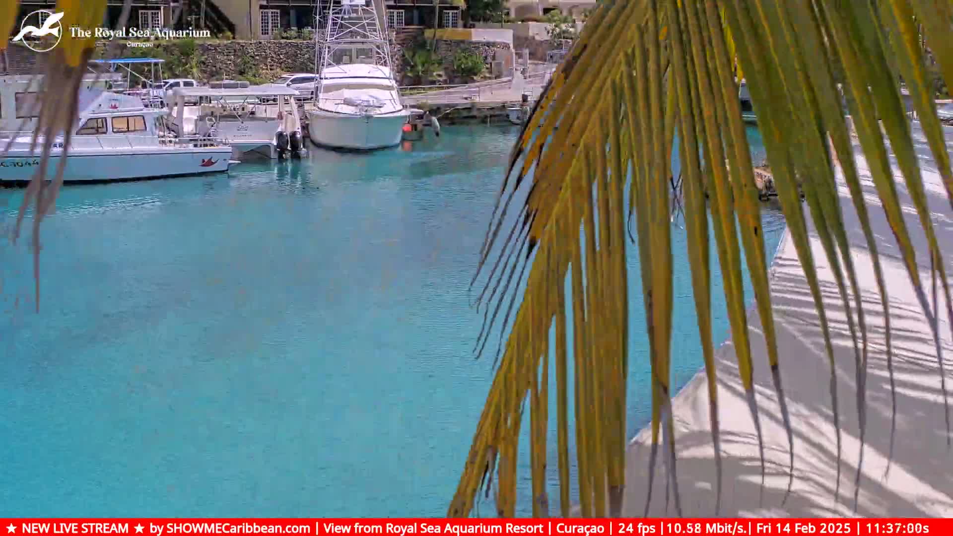 Several boats are docked in a calm, turquoise body of water, partially obscured by palm fronds.