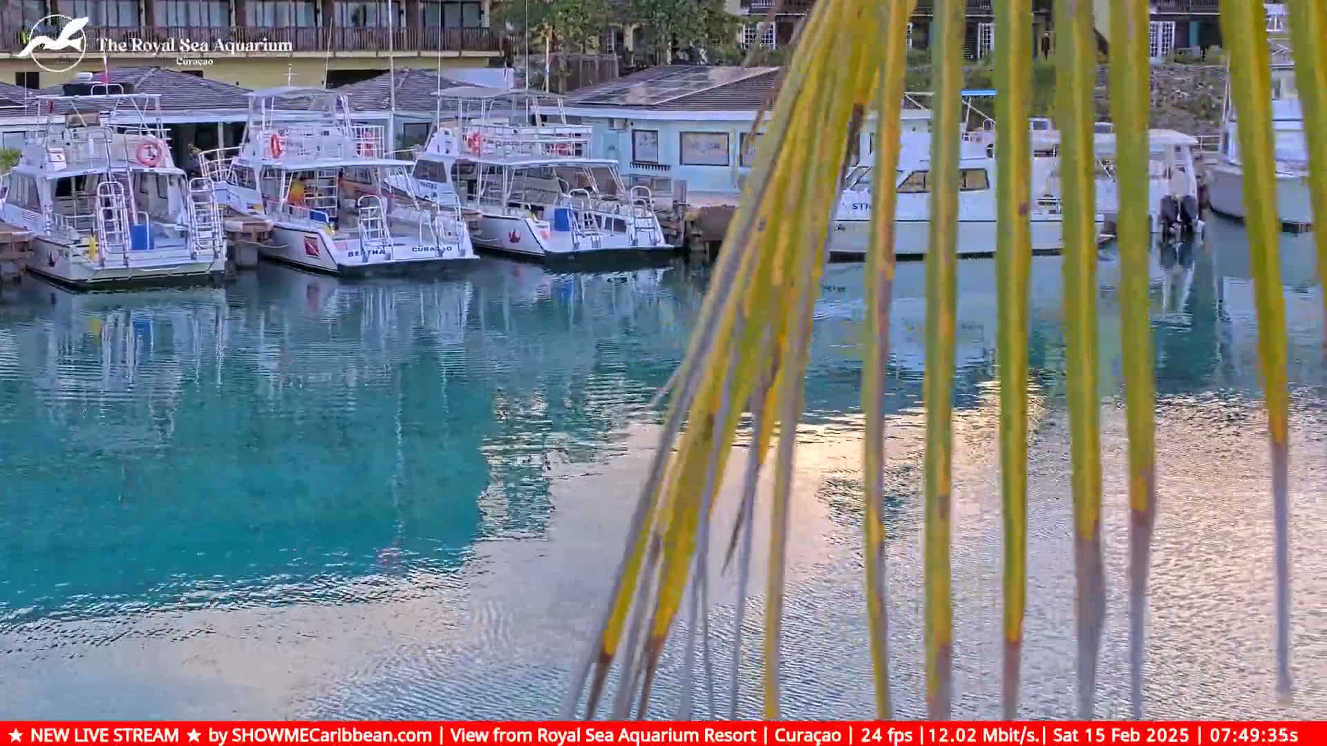 Several white boats are docked at a calm, turquoise marina, partially obscured by palm fronds.