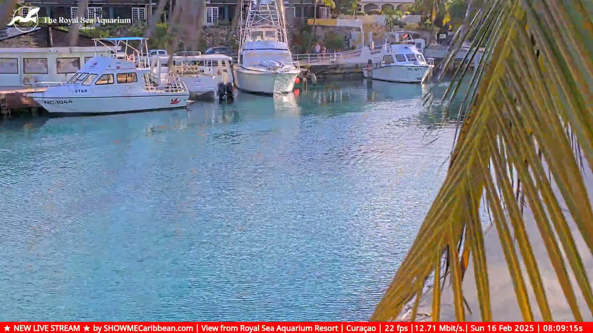 Several boats are moored in a calm, turquoise body of water near a building, partially obscured by palm fronds.