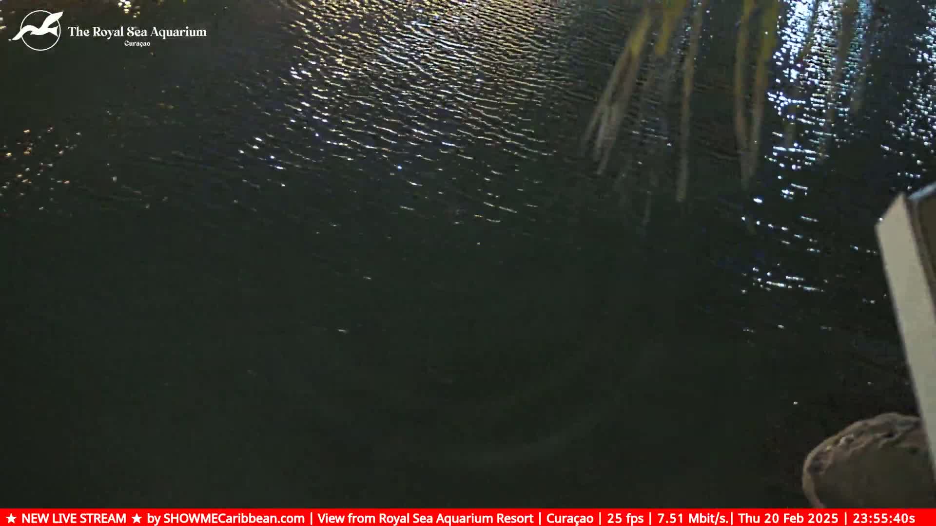 Dark, rippling water is visible at night, partially obscured by overhanging palm fronds.