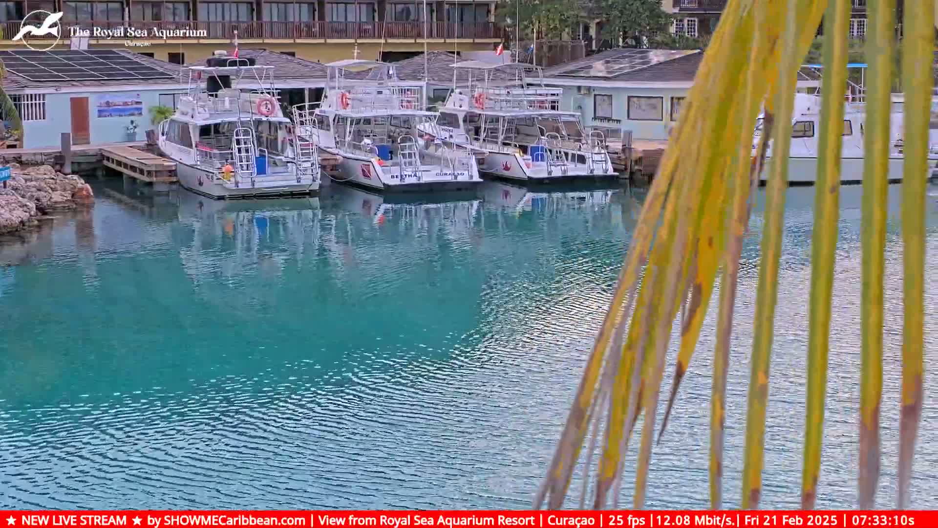 Several white boats are docked at a marina with calm, teal water, partially obscured by palm fronds.