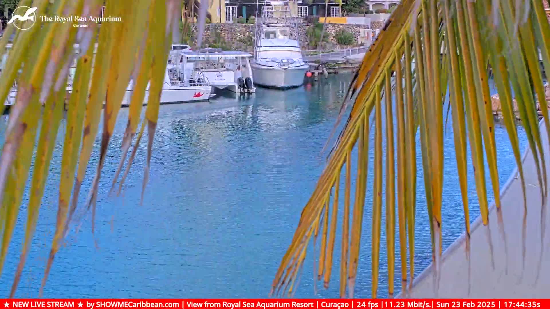 Several boats are docked in a calm, blue marina, partially obscured by palm fronds.