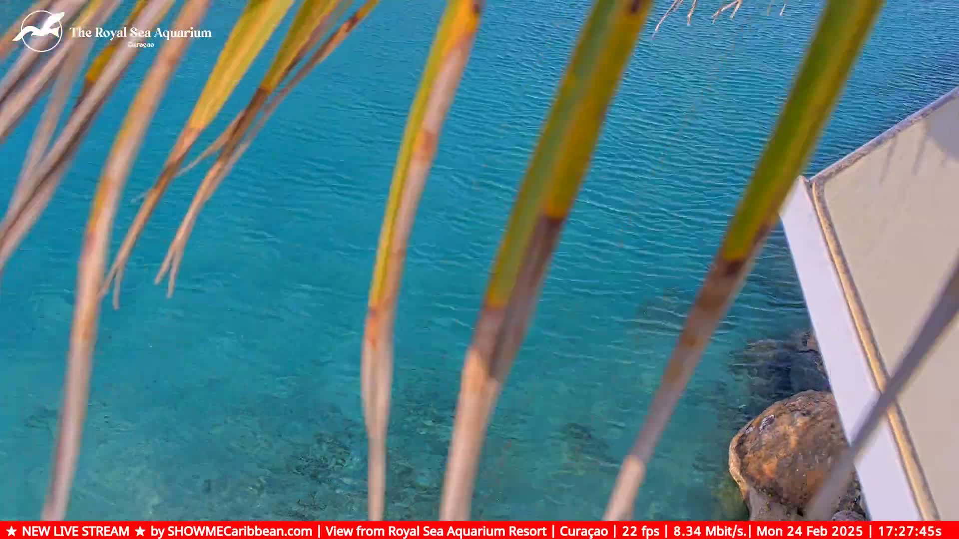 Clear, turquoise water is visible through palm fronds, with a large rock partially submerged near the edge.
