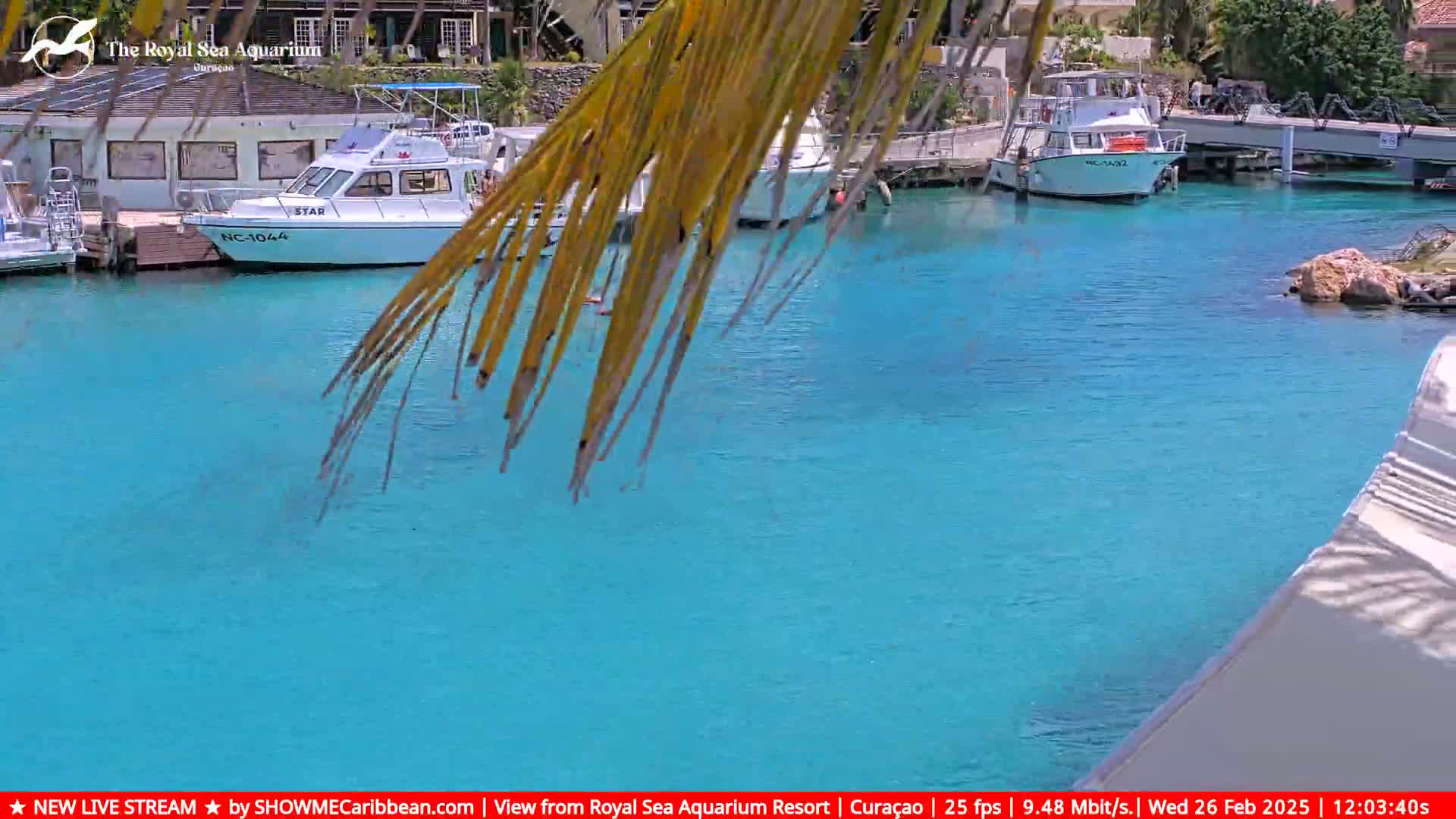 Several boats are docked in a calm, bright turquoise body of water, partially obscured by a palm frond.