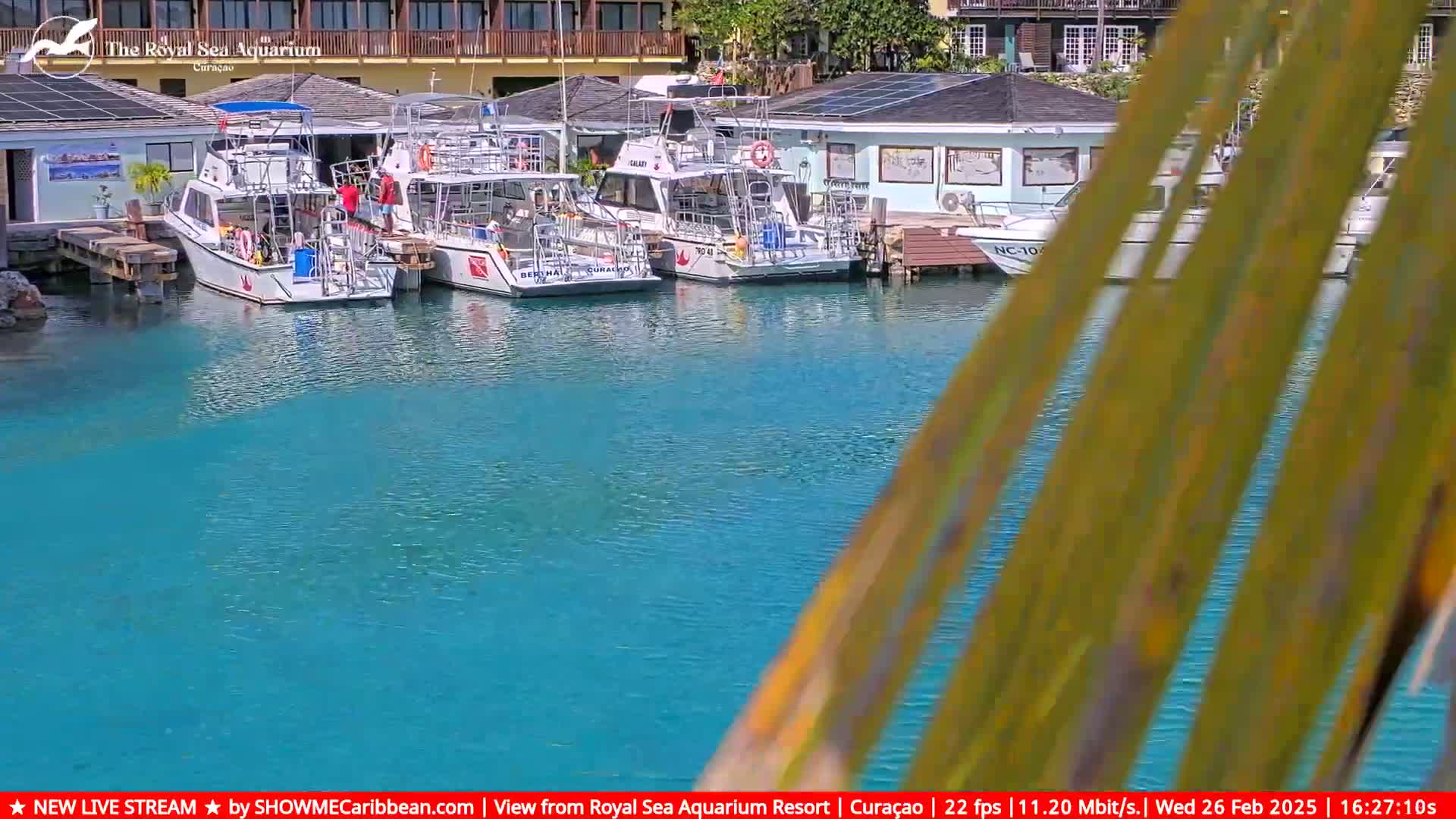 Several white boats are docked in a calm, turquoise harbor next to a building, partially obscured by palm fronds.