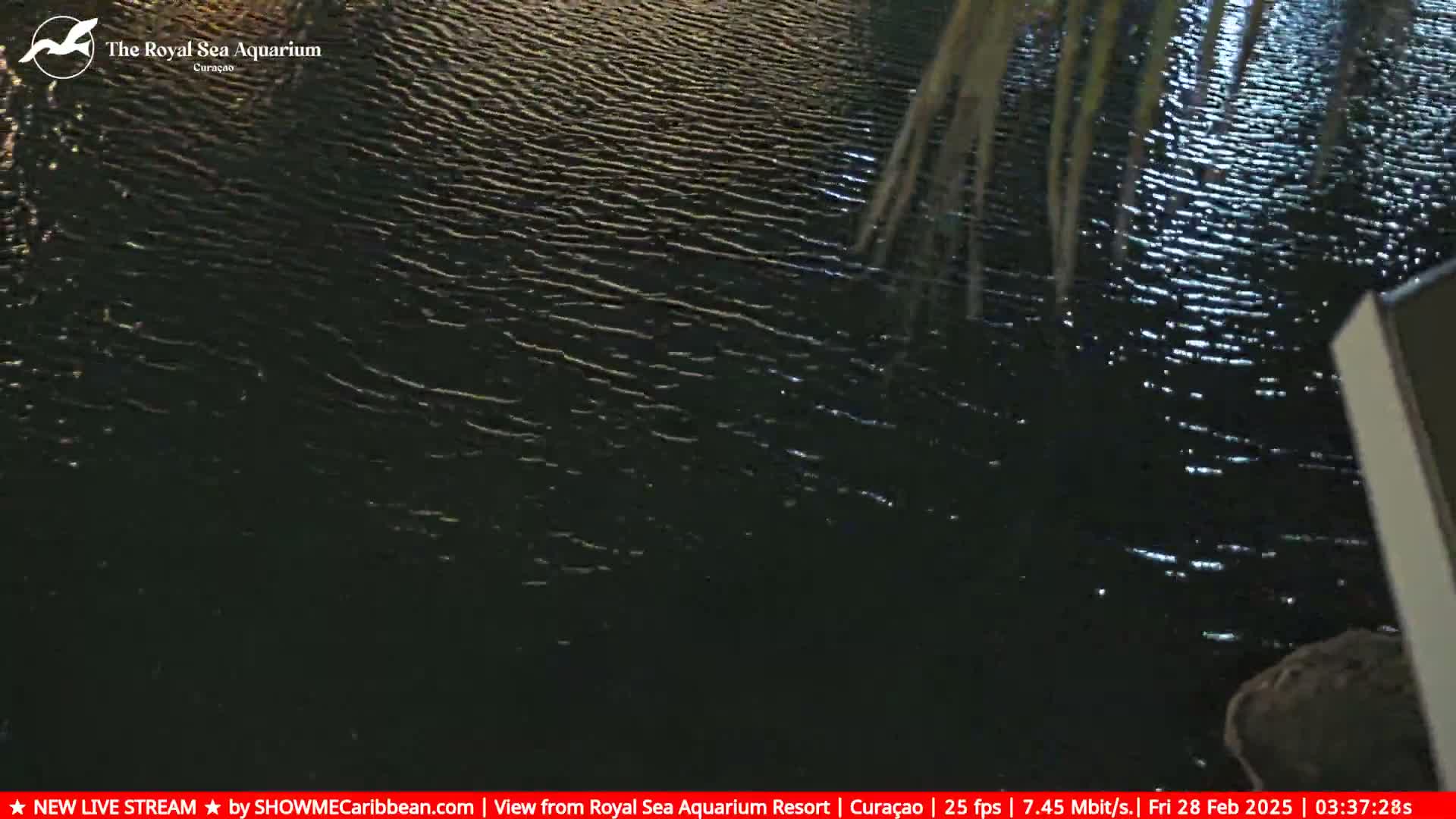 Dark, gently rippling water is visible at night, partially obscured by a palm frond in the upper right corner.