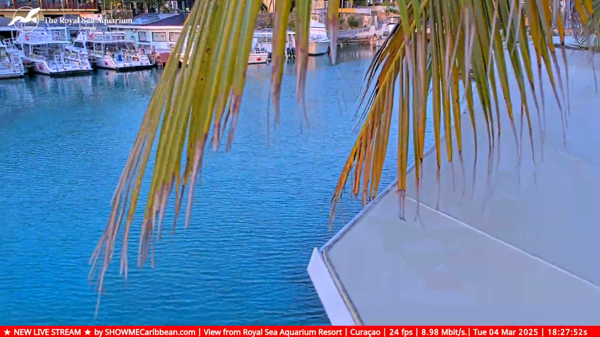 Calm blue water in a marina is partially obscured by palm fronds, with several boats moored nearby.