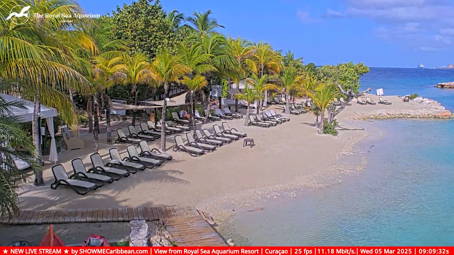 A sandy beach with numerous lounge chairs under palm trees next to calm, clear water on a sunny day.