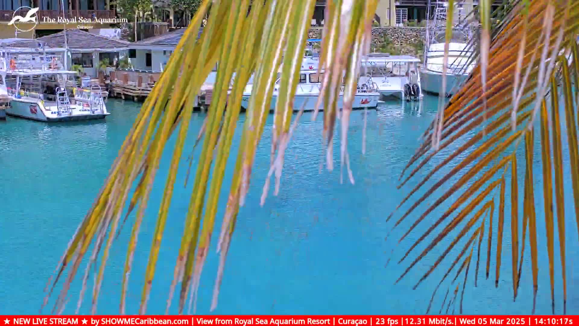 Several boats are moored in a calm, turquoise harbor, partially obscured by a palm frond.