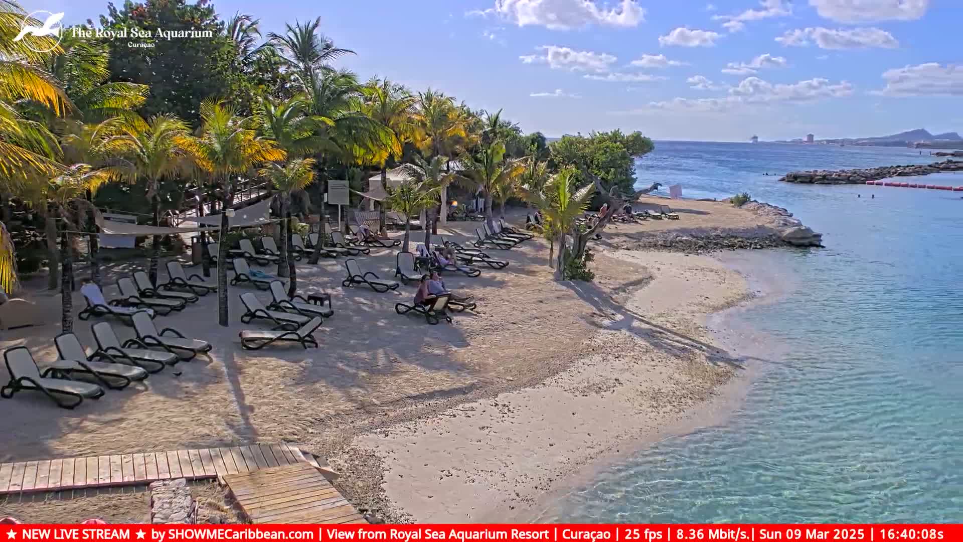A sandy beach with lounge chairs under palm trees, next to clear blue water on a sunny day.
