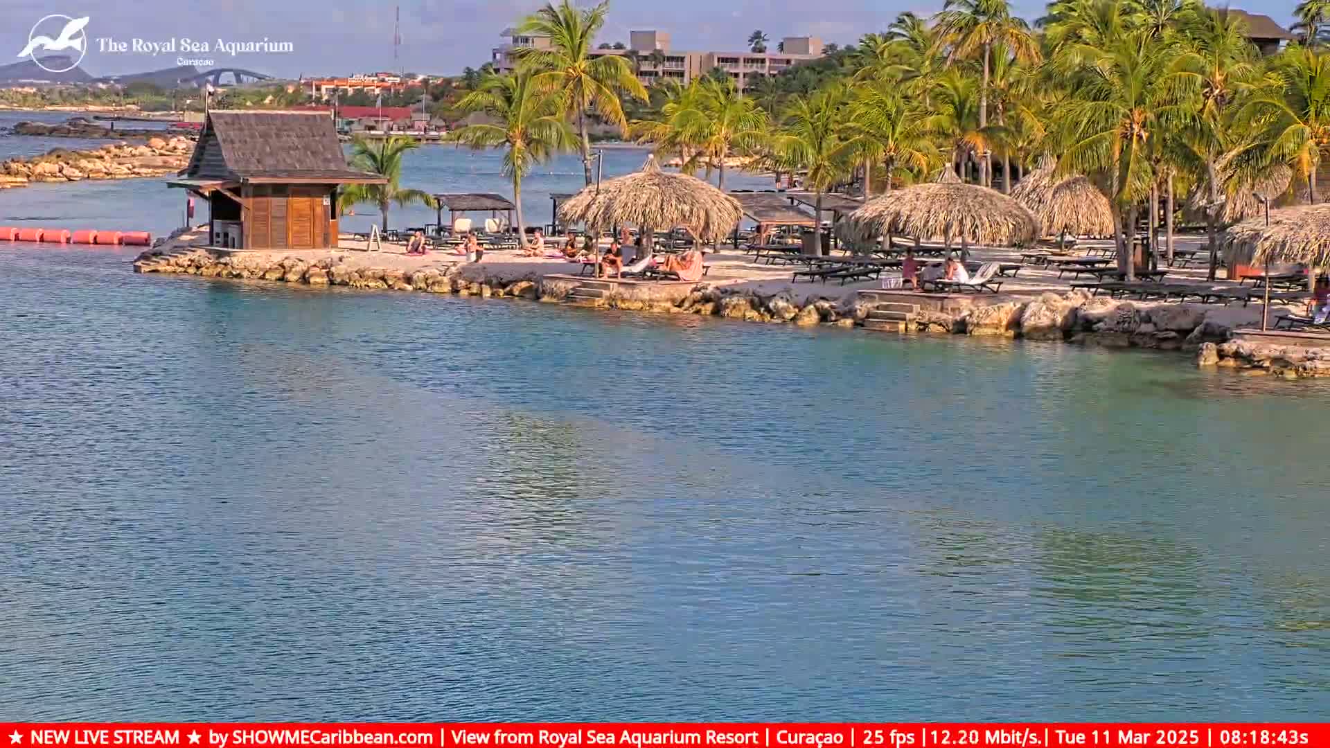 A calm, sunny day at a beach resort shows a sandy shore with palm trees, thatched umbrellas, lounge chairs, and a small wooden building near calm blue water.