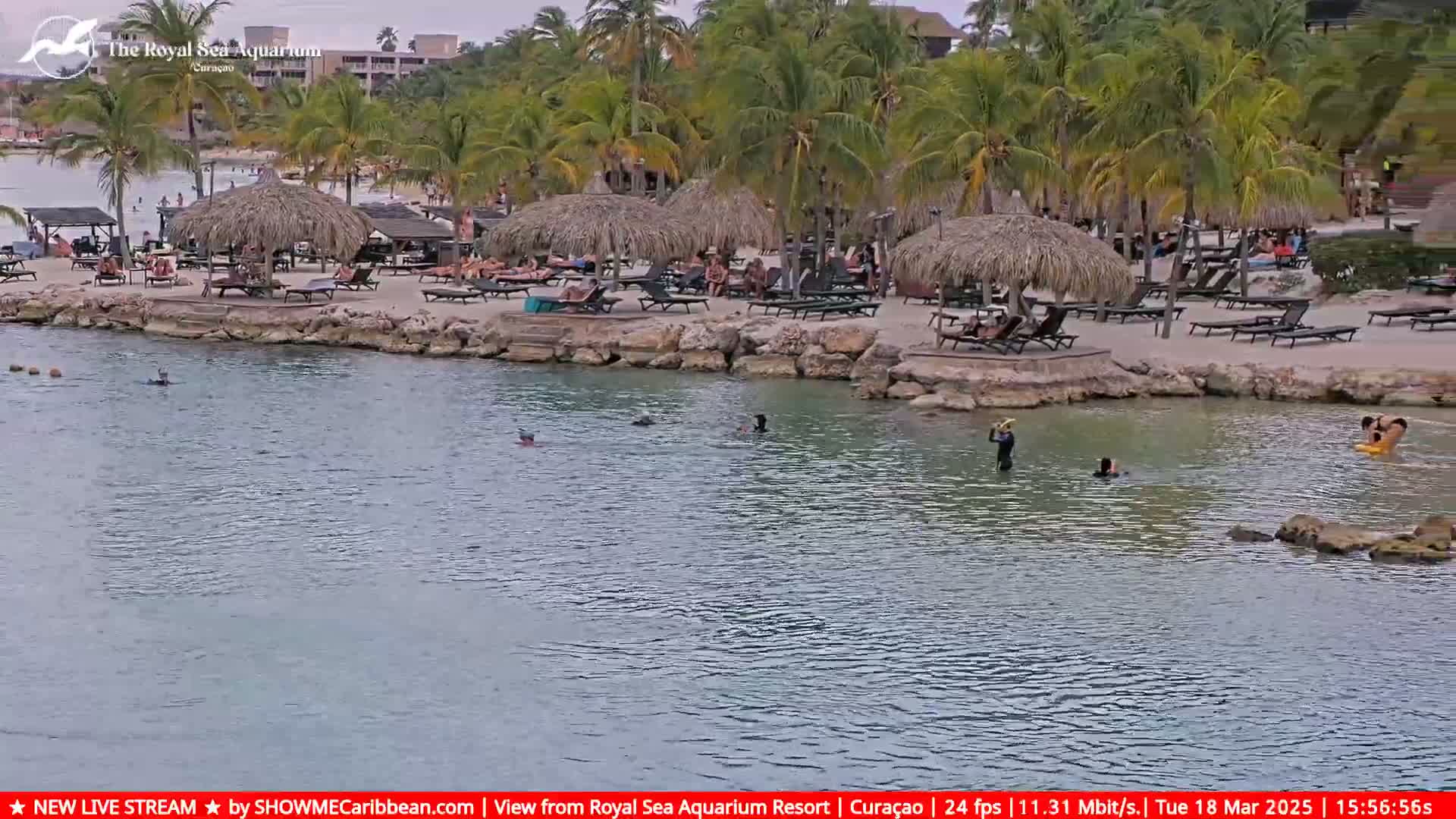A sandy beach with thatched-roof umbrellas and lounge chairs sits next to calm, shallow water where several people are swimming, all under an overcast sky.