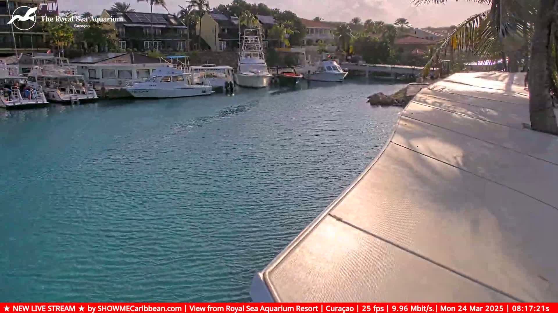 Several boats are moored in a calm, turquoise marina next to a building and palm trees on a sunny day.