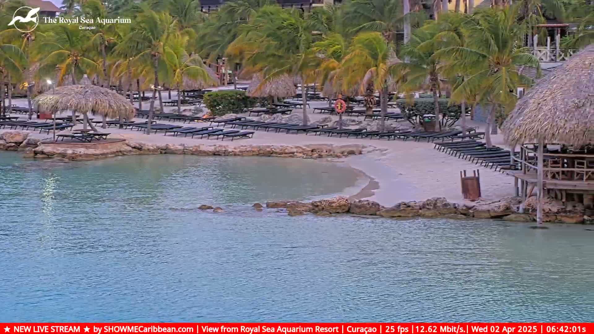 A sandy beach with numerous lounge chairs under thatch umbrellas sits next to calm, turquoise water, surrounded by palm trees.