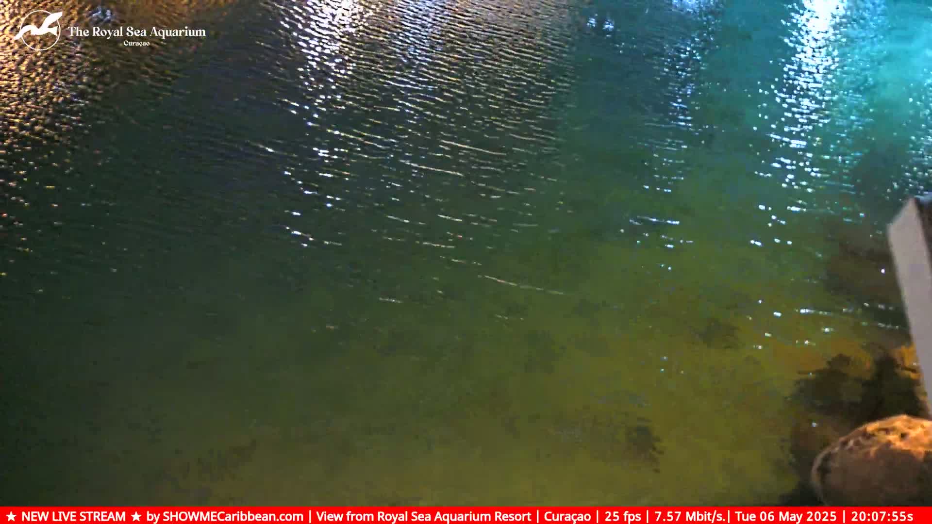 Dark green water with slight ripples is visible at night.