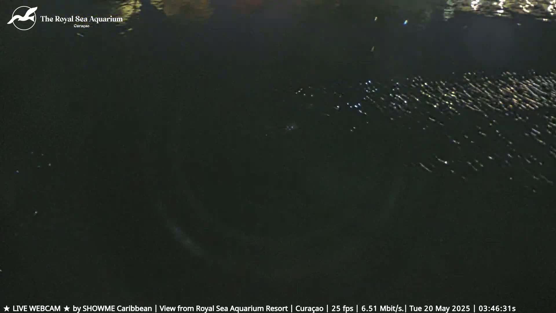 A dark body of water at night shows a large school of fish swimming near the surface.