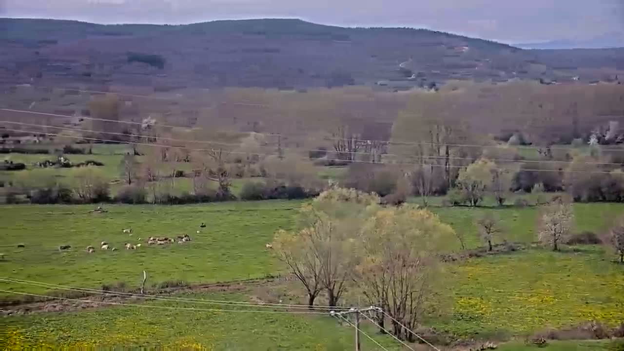 A herd of livestock grazes in a verdant pasture under a cloudy sky, nestled within a valley surrounded by rolling hills and sparse, budding trees.