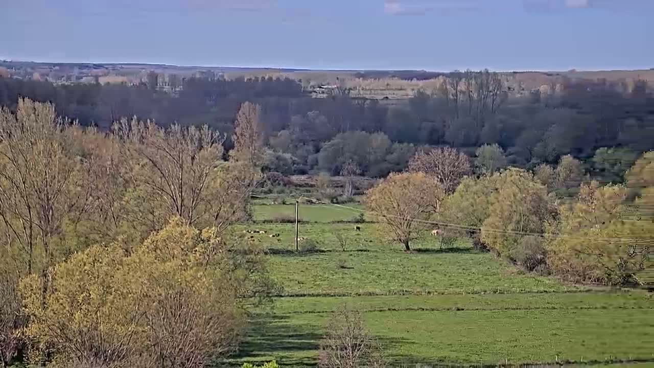 A sprawling green pasture dotted with a few animals is surrounded by bare and budding trees under a clear, sunny sky.